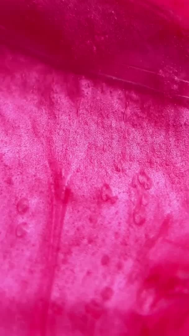 Pink Flash Between – Elixir Neutralizante Pós Lift Passo 1 - 4